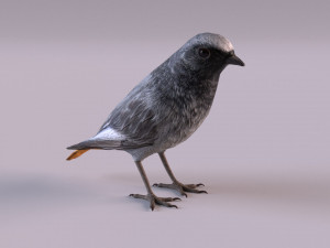 Black redstart 3D Модель