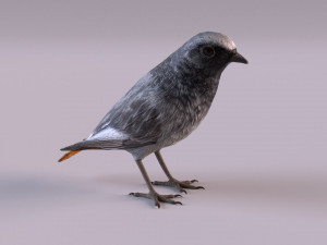 Black redstart 3D Модель