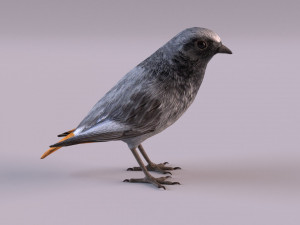 Black redstart 3D Модель