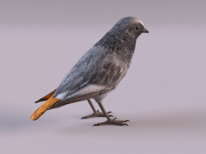 Black redstart 3D Модель