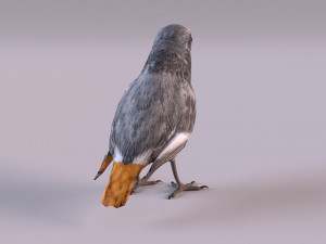 Black redstart 3D Модель