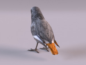 Black redstart 3D Модель