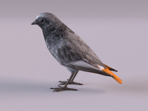 Black redstart 3D Модель