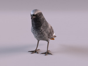 Black redstart 3D Модель