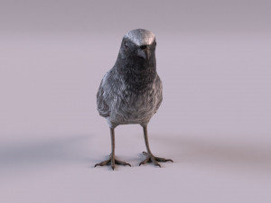 Black redstart 3D Модель