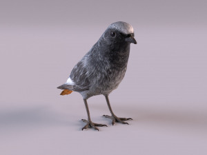 Black redstart 3D Модель