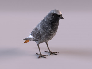 Black redstart 3D Модель