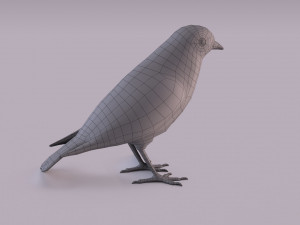 Black redstart 3D Модель