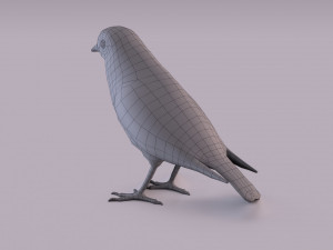 Black redstart 3D Модель