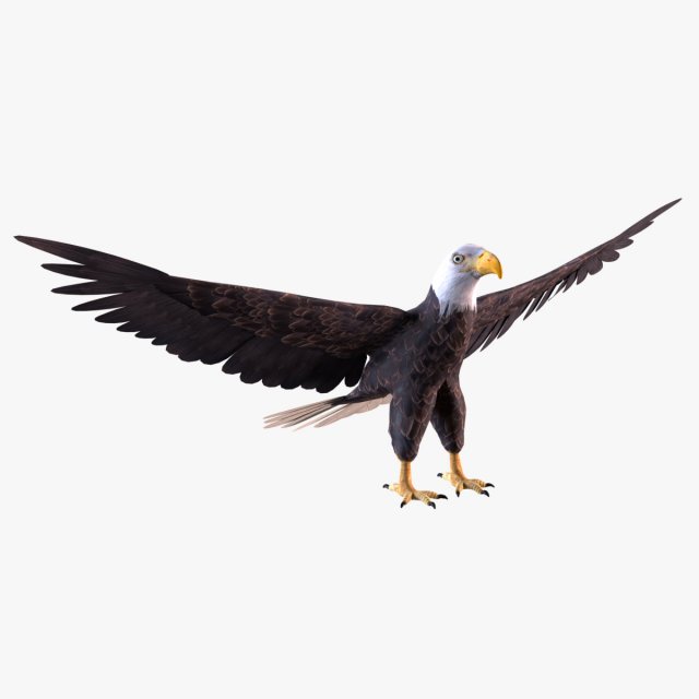 Bald eagle Model 3D .c4d .max .obj .3ds .fbx .stl .blend 