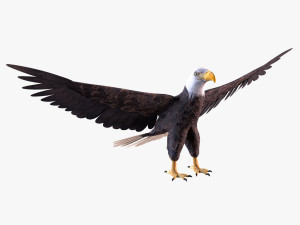 Bald eagle 3D Model