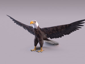 Bald eagle Model 3D
