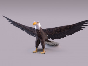 Bald eagle Model 3D
