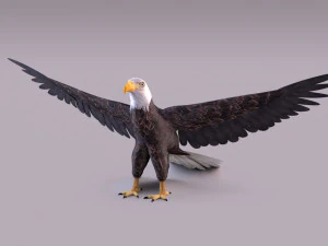 秃鹰 3D 模型