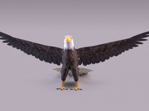Bald eagle Model 3D