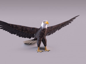 Bald eagle Model 3D