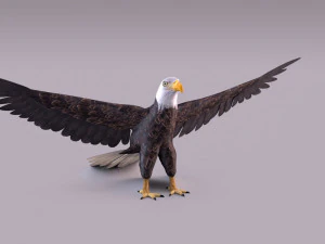 秃鹰 3D 模型