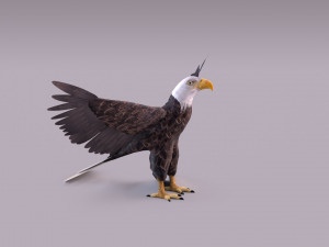Bald eagle Model 3D