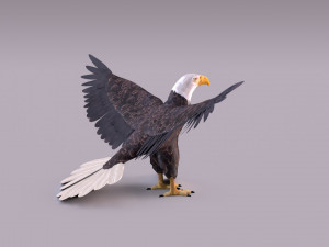 Bald eagle Model 3D