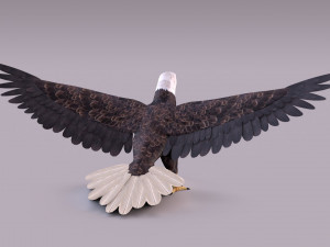 Bald eagle Model 3D