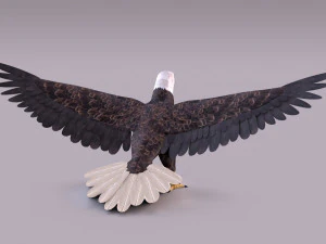 秃鹰 3D 模型