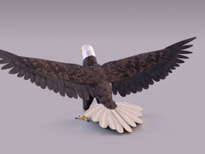 Bald eagle Model 3D