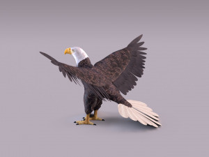 Bald eagle Model 3D