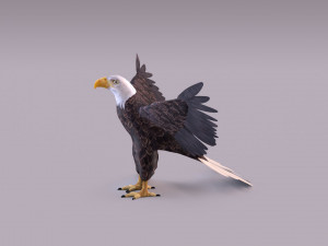 Bald eagle Model 3D