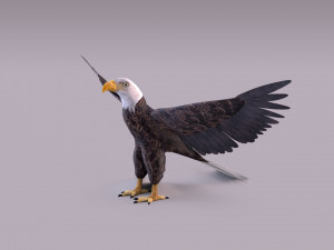 Bald eagle Model 3D