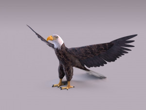 Bald eagle Model 3D