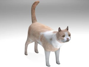 cat 3D Model