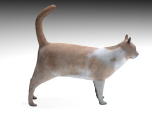cat Modelo 3D