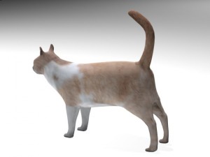 cat Modelo 3D