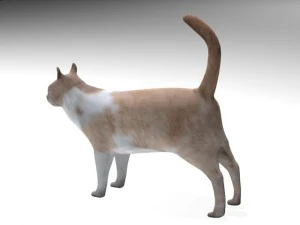 cat 3D Model