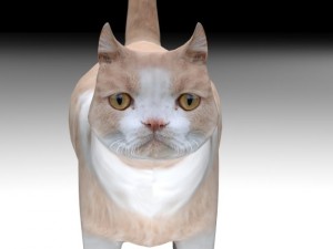 cat Modelo 3D