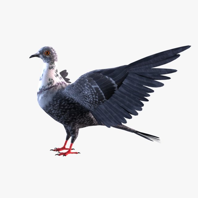Pigeon 3Dモデル .c4d .max .obj .3ds .fbx .stl .blend 
