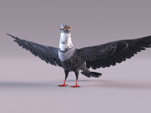 Pigeon 3Dモデル