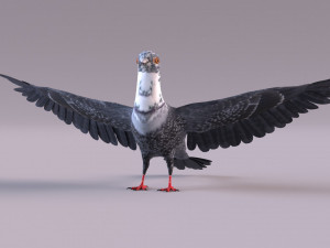 Pigeon 3Dモデル
