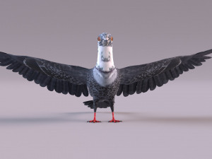 Pigeon 3Dモデル
