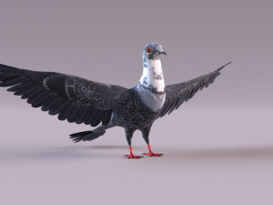 Pigeon 3Dモデル