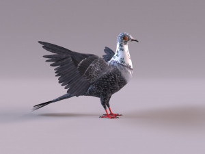 Pigeon 3Dモデル