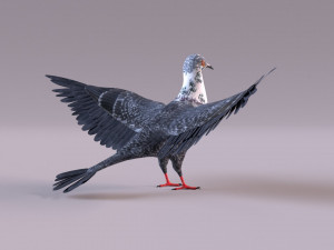 Pigeon 3Dモデル