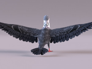 Pigeon 3Dモデル