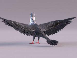 Pigeon 3Dモデル
