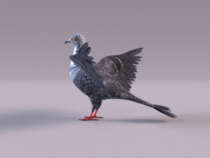 Pigeon 3Dモデル