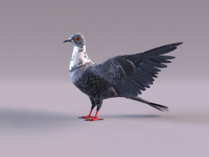Pigeon 3Dモデル