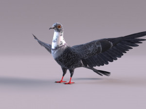 Pigeon 3Dモデル