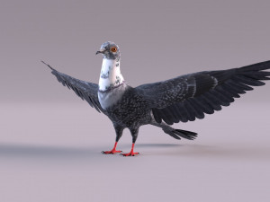Pigeon 3Dモデル