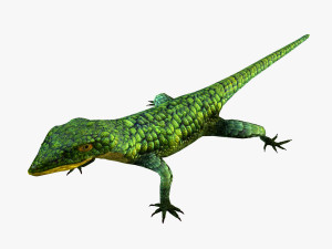 Mexican alligator lizard 3D Model