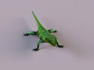 Mexican alligator lizard 3D Model
